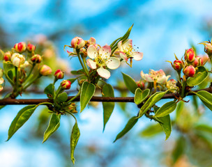 Beautiful flowering tree against a blue sky