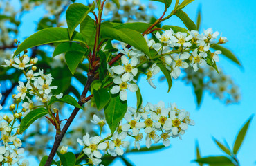 Beautiful flowering tree against a blue sky