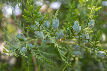 Pine Tree Spring Blossom Closeup