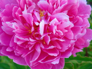 pink peony flower closeup
