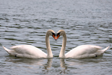 Heart shape love symbol from neck of two white swans. Symmetry, true love, beauty in nature.