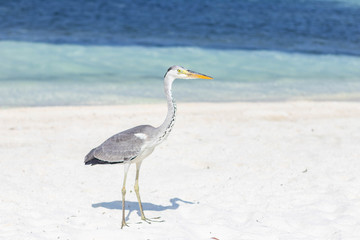 great blue heron on beach maldives