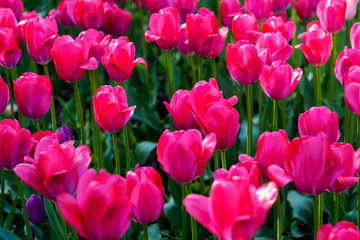 bright pink tulips and green leaves close up, background image
