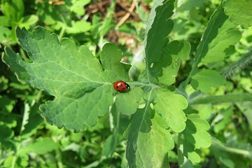 Ladybug on celandine leaves in the garden