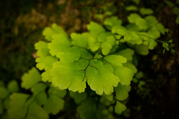 leaves