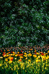 flowerbed with colorful tulips and cherry blossoms