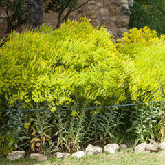 Plantes de pastel en fleurs