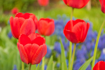 Red tulips on background of blue muscari. Spring concept. Floral background
