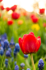 Red tulip on background of blue muscari. Spring concept. Floral background. Vertical close up view