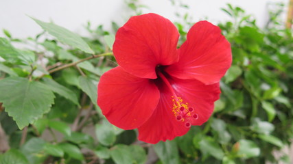Hibiskus Blüte © Josef Puff