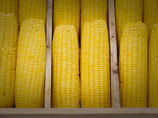 The yellow sweet corn