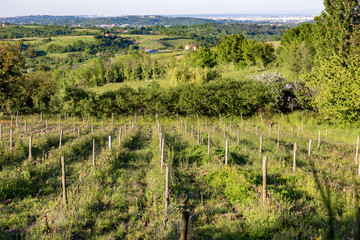 Fototapeta na wymiar Wooden poles with stretched metal wire support the vineyard in sunny day. Vineyards agriculture in spring. Soft focus. 
