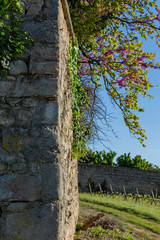 Fototapeta premium A blooming branch of red flowers on an old medieval French wall in spring.Vineyards agriculture. Blue sky. Art image. Toned image.