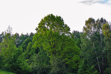 trees and blue sky