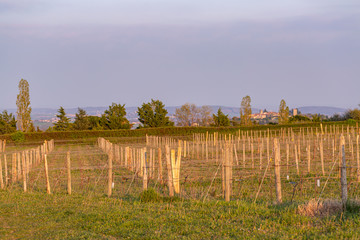 Obraz premium Wooden poles with stretched metal wire support the vineyard. Young leaves on an old french vine lit by evening light. Toned image.