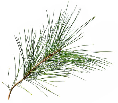 Pine tree branch isolated on a white background