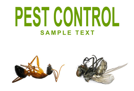 Dead Fly, Ant And Words PEST CONTROL Isolated On A White Background. Concept Of Pest Control