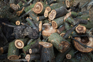 A large pile of chopped firewood lies in the yard of the farm, preparing for home heating in winter