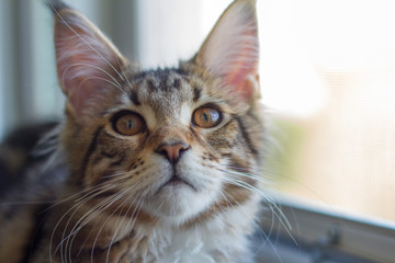 A picture of a Maine Coon kitten sitting on a window-sill near an open window