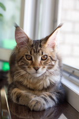 A picture of a Maine Coon kitten sitting on a window-sill near an open window