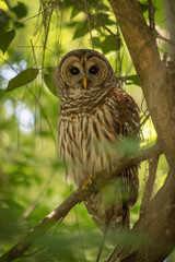 Barred Owl