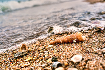 seashell on the beach