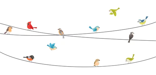 Photo sur Plexiglas Pour elle Oiseaux colorés assis sur le fil isolé sur blanc