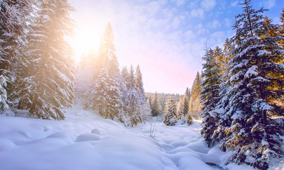 Wonderful Picturesque Winter Landscape. Scenic image of fairy-tale Woodland in sunlit. Beautiful...