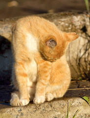 The red cat went out to hunt.