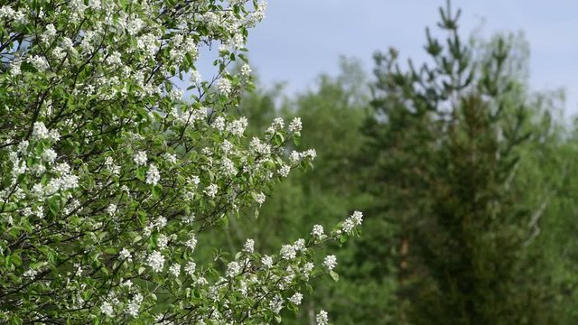 Close view of Amelanchier mespilus flowers on a green forest background