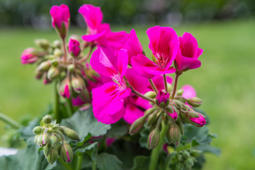 Fototapeta premium Geranium