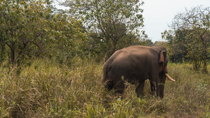 Wild asian elephant tusker walking in national park in Sri Lanka