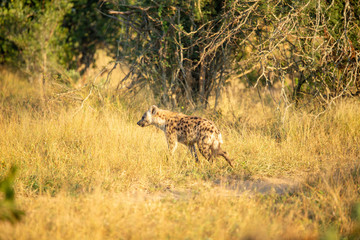 Young hyaena in the beautiful early morning light. 