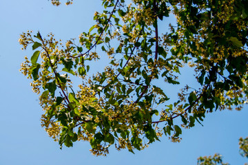 Зелёные плоды