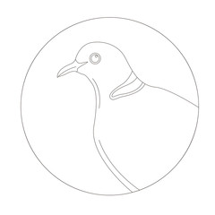 dove  head, vector illustration,lining draw,profile