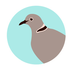 dove  head, vector illustration, flat style,profile
