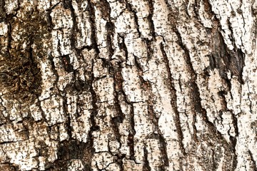 Texture of skin wood background.