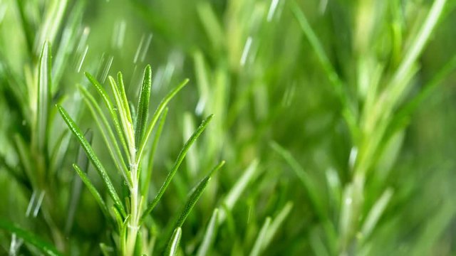 Super slow motion of fresh rosemary with falling water drops