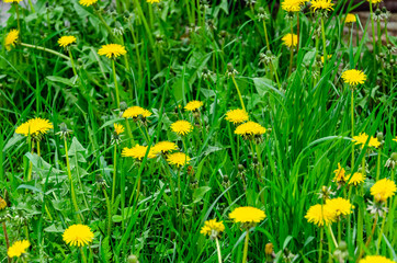 Blooming wild flowers on a green grass.