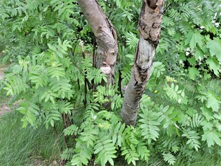 Rowan tree in spring