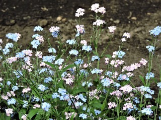 field of blue flowers