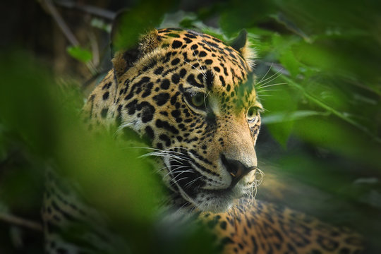 Jaguar - Panthera onca a wild cat species, the only extant member of Panthera native to the Americas
