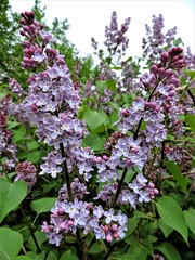 Blooming branches of lilac