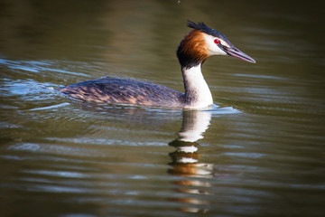 Grèbe huppé