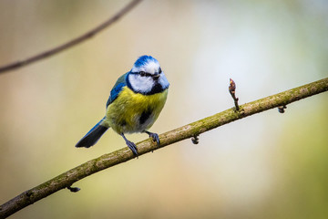 Mésange bleue
