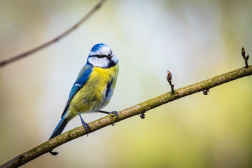 Mésange bleue