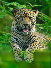 Fototapeta na wymiar Jaguar - Panthera onca a wild cat species, the only extant member of Panthera native to the Americas