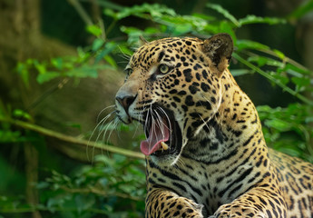 Jaguar - Panthera onca a wild cat species, the only extant member of Panthera native to the Americas - obrazy, fototapety, plakaty