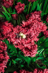 Ugly rare bright meat red Barbados tulips in full bloom macro shot closeup in mystery night light