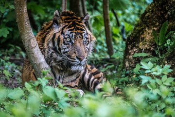 Fototapeta na wymiar Un tigre dans la nature